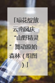 琼花绽放 云南凤庆“山野精灵”舞动原始森林（组图）