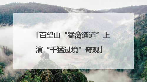百望山“猛禽通道”上演“千猛过境”奇观