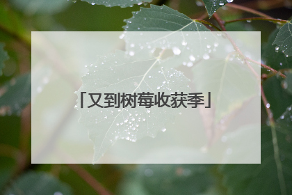 又到树莓收获季