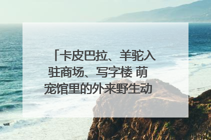 卡皮巴拉、羊驼入驻商场、写字楼 萌宠馆里的外来野生动物暗藏哪些隐患？