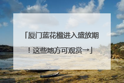 厦门蓝花楹进入盛放期！这些地方可观赏→