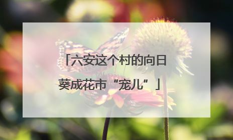 六安这个村的向日葵成花市“宠儿”