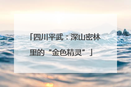 四川平武：深山密林里的“金色精灵”