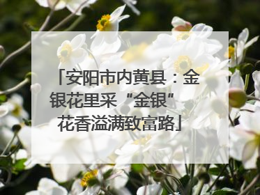 安阳市内黄县：金银花里采“金银” 花香溢满致富路