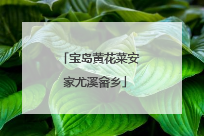 宝岛黄花菜安家尤溪畲乡