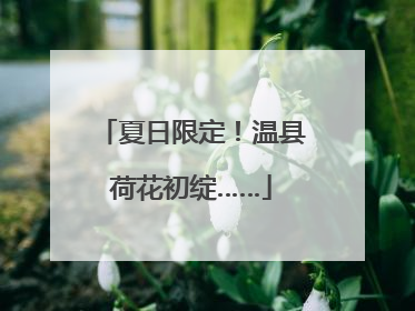夏日限定！温县荷花初绽……