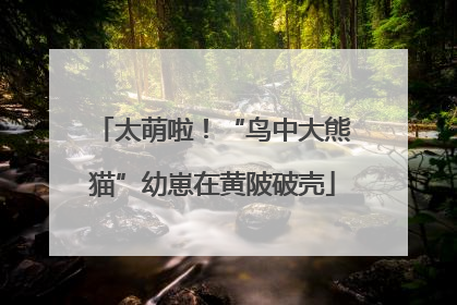 太萌啦！“鸟中大熊猫”幼崽在黄陂破壳