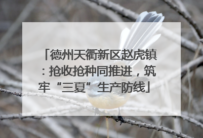 德州天衢新区赵虎镇：抢收抢种同推进，筑牢“三夏”生产防线