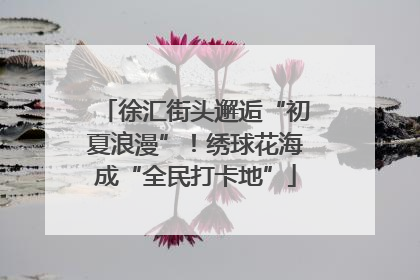 徐汇街头邂逅“初夏浪漫”！绣球花海成“全民打卡地”