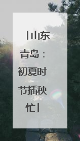 山东青岛：初夏时节插秧忙