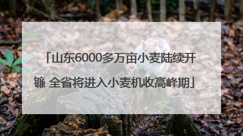 山东6000多万亩小麦陆续开镰 全省将进入小麦机收高峰期