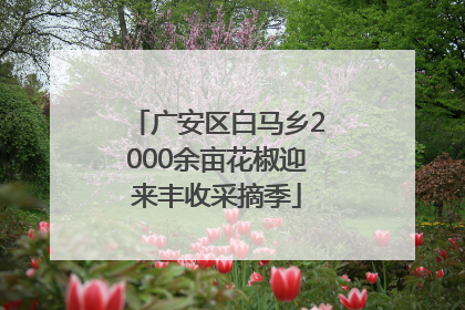 广安区白马乡2000余亩花椒迎来丰收采摘季