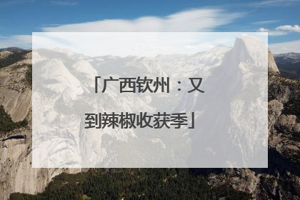 广西钦州：又到辣椒收获季