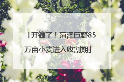 开镰了！菏泽巨野85万亩小麦进入收割期