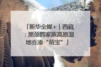 新华全媒+｜西藏：黑颈鹤家族高原湿地喜添“萌宝”