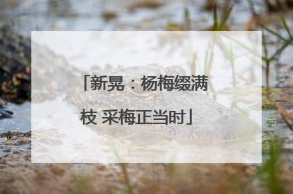 新晃：杨梅缀满枝 采梅正当时