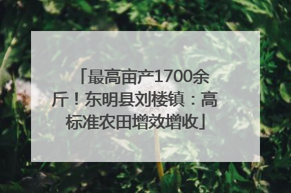 最高亩产1700余斤！东明县刘楼镇：高标准农田增效增收