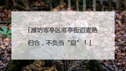 潍坊寒亭区寒亭街道麦熟归仓，不负当“夏”！
