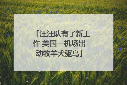 汪汪队有了新工作 美国一机场出动牧羊犬驱鸟