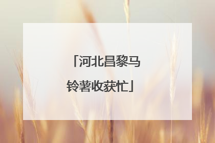 河北昌黎马铃薯收获忙