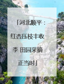 河北顺平：红杏压枝丰收季 田园采摘正当时