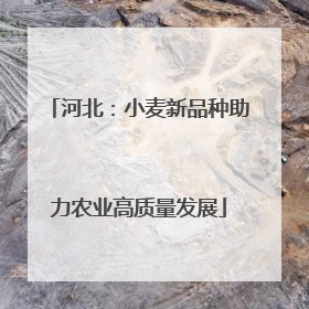 河北：小麦新品种助力农业高质量发展