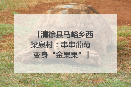 清徐县马峪乡西梁泉村：串串葡萄变身“金果果”