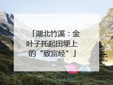湖北竹溪：金叶子托起田埂上的“致富经”