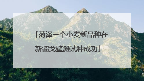 菏泽三个小麦新品种在新疆戈壁滩试种成功