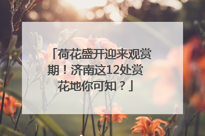 荷花盛开迎来观赏期！济南这12处赏花地你可知？