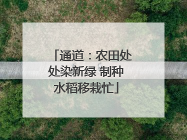 通道：农田处处染新绿 制种水稻移栽忙