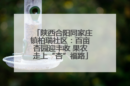陕西合阳同家庄镇柏瑞社区：百亩杏园迎丰收 果农走上“杏”福路